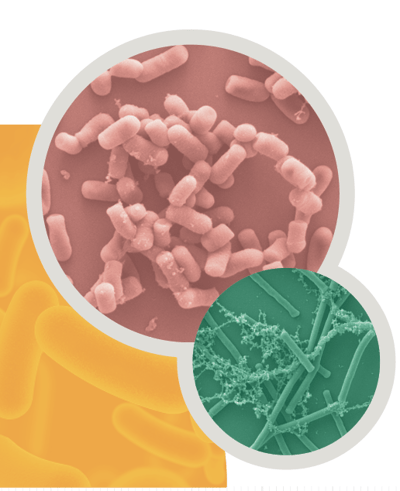 microbes microbes