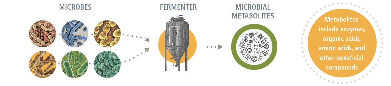 fermentation process-1 fermentation process-1
